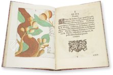 Flora Sinensis – Orbis Pictus – 412 – Biblioteka Kórnicka (Kórnik, Poland)