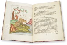 Flora Sinensis – Orbis Pictus – 412 – Biblioteka Kórnicka (Kórnik, Poland)