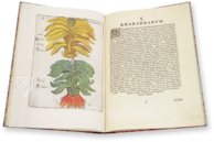 Flora Sinensis – Orbis Pictus – 412 – Biblioteka Kórnicka (Kórnik, Poland)