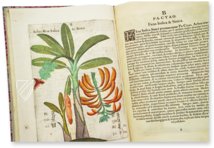 Flora Sinensis – Orbis Pictus – 412 – Biblioteka Kórnicka (Kórnik, Poland)