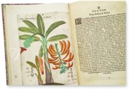 Flora Sinensis – Orbis Pictus – 412 – Biblioteka Kórnicka (Kórnik, Poland)