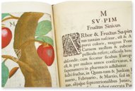 Flora Sinensis – Orbis Pictus – 412 – Biblioteka Kórnicka (Kórnik, Poland)