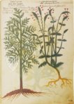 Greek Dioscorides – Testimonio Compañía Editorial – Chig. F.VII.1590 – Biblioteca Apostolica Vaticana (Vatican City, State of the Vatican City)