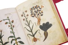 Greek Dioscorides – Testimonio Compañía Editorial – Chig. F.VII.1590 – Biblioteca Apostolica Vaticana (Vatican City, State of the Vatican City)