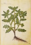 Greek Dioscorides – Testimonio Compañía Editorial – Chig. F.VII.1590 – Biblioteca Apostolica Vaticana (Vatican City, State of the Vatican City)