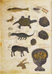Greek Dioscorides – Testimonio Compañía Editorial – Chig. F.VII.1590 – Biblioteca Apostolica Vaticana (Vatican City, State of the Vatican City)