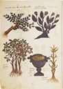 Greek Dioscorides – Testimonio Compañía Editorial – Chig. F.VII.1590 – Biblioteca Apostolica Vaticana (Vatican City, State of the Vatican City)