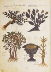 Greek Dioscorides – Testimonio Compañía Editorial – Chig. F.VII.1590 – Biblioteca Apostolica Vaticana (Vatican City, State of the Vatican City)