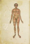 Greek Dioscorides – Testimonio Compañía Editorial – Chig. F.VII.1590 – Biblioteca Apostolica Vaticana (Vatican City, State of the Vatican City)