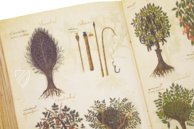 Greek Dioscorides – Testimonio Compañía Editorial – Chig. F.VII.1590 – Biblioteca Apostolica Vaticana (Vatican City, Vatican City State)