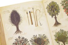 Greek Dioscorides – Testimonio Compañía Editorial – Chig. F.VII.1590 – Biblioteca Apostolica Vaticana (Vatican City, Vatican City State)