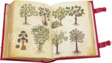 Greek Dioscorides – Testimonio Compañía Editorial – Chig. F.VII.1590 – Biblioteca Apostolica Vaticana (Vatican City, Vatican City State)