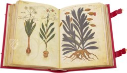 Greek Dioscorides – Testimonio Compañía Editorial – Chig. F.VII.1590 – Biblioteca Apostolica Vaticana (Vatican City, Vatican City State)