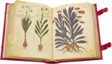 Greek Dioscorides – Testimonio Compañía Editorial – Chig. F.VII.1590 – Biblioteca Apostolica Vaticana (Vatican City, Vatican City State)