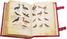 Greek Dioscorides – Testimonio Compañía Editorial – Chig. F.VII.1590 – Biblioteca Apostolica Vaticana (Vatican City, Vatican City State)