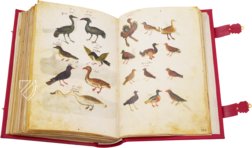 Greek Dioscorides – Testimonio Compañía Editorial – Chig. F.VII.1590 – Biblioteca Apostolica Vaticana (Vatican City, Vatican City State)