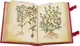 Greek Dioscorides – Testimonio Compañía Editorial – Chig. F.VII.1590 – Biblioteca Apostolica Vaticana (Vatican City, Vatican City State)