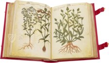 Greek Dioscorides – Testimonio Compañía Editorial – Chig. F.VII.1590 – Biblioteca Apostolica Vaticana (Vatican City, Vatican City State)