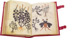 Greek Dioscorides – Testimonio Compañía Editorial – Chig. F.VII.1590 – Biblioteca Apostolica Vaticana (Vatican City, Vatican City State)