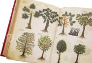 Greek Dioscorides – Testimonio Compañía Editorial – Chig. F.VII.1590 – Biblioteca Apostolica Vaticana (Vatican City, Vatican City State)