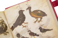 Greek Dioscorides – Testimonio Compañía Editorial – Chig. F.VII.1590 – Biblioteca Apostolica Vaticana (Vatican City, Vatican City State)