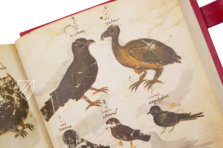 Greek Dioscorides – Testimonio Compañía Editorial – Chig. F.VII.1590 – Biblioteca Apostolica Vaticana (Vatican City, Vatican City State)