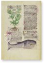 Herbolaire – Est. 28 = alfa M. 5. 9 – Biblioteca Estense Universitaria (Modena, Italy) Facsimile Edition