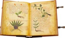 Herbolarium et Materia Medica – AyN Ediciones – ms. 296 – Biblioteca Statale di Lucca (Lucca, Italy)