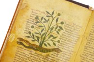 Herbolarium et Materia Medica – AyN Ediciones – ms. 296 – Biblioteca Statale di Lucca (Lucca, Italy)