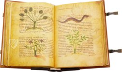 Herbolarium et Materia Medica – AyN Ediciones – ms. 296 – Biblioteca Statale di Lucca (Lucca, Italy)