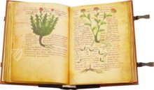 Herbolarium et Materia Medica – AyN Ediciones – ms. 296 – Biblioteca Statale di Lucca (Lucca, Italy)