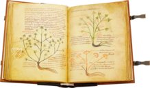 Herbolarium et Materia Medica – AyN Ediciones – ms. 296 – Biblioteca Statale di Lucca (Lucca, Italy)