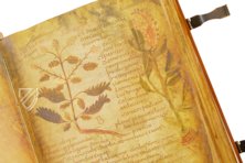 Herbolarium et Materia Medica – AyN Ediciones – ms. 296 – Biblioteca Statale di Lucca (Lucca, Italy)