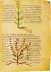 Herbolarium et Materia Medica – AyN Ediciones – ms. 296 – Biblioteca Statale di Lucca (Lucca, Italy)