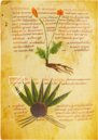 Herbolarium et Materia Medica – AyN Ediciones – ms. 296 – Biblioteca Statale di Lucca (Lucca, Italy)