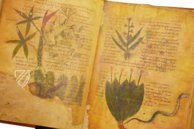 Herbolarium et Materia Medica – ms. 296 – Biblioteca Statale di Lucca (Lucca, Italy) Facsimile Edition