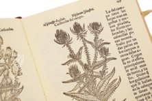 Historia de Yervas, y Plantas, con los Nombres Griegos, Latinos y Españoles – Vicent Garcia Editores – B/198 – Biblioteca Histórico Médica de la Universidad de València (Valencia, Spain)