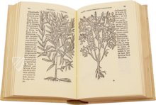 Historia de Yervas, y Plantas, con los Nombres Griegos, Latinos y Españoles – Vicent Garcia Editores – B/198 – Biblioteca Histórico Médica de la Universidad de València (Valencia, Spain)