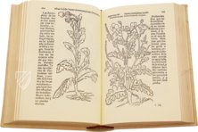 Historia de Yervas, y Plantas, con los Nombres Griegos, Latinos y Españoles – Vicent Garcia Editores – B/198 – Biblioteca Histórico Médica de la Universidad de València (Valencia, Spain)