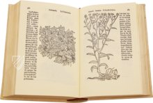 Historia de Yervas, y Plantas, con los Nombres Griegos, Latinos y Españoles – Vicent Garcia Editores – B/198 – Biblioteca Histórico Médica de la Universidad de València (Valencia, Spain)