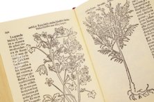 Historia de Yervas, y Plantas, con los Nombres Griegos, Latinos y Españoles – Vicent Garcia Editores – B/198 – Biblioteca Histórico Médica de la Universidad de València (Valencia, Spain)