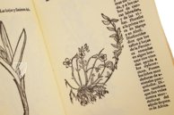 Historia de Yervas, y Plantas, con los Nombres Griegos, Latinos y Españoles – Vicent Garcia Editores – B/198 – Biblioteca Histórico Médica de la Universidad de València (Valencia, Spain)