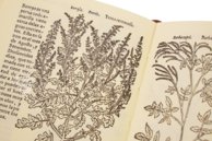 Historia de Yervas, y Plantas, con los Nombres Griegos, Latinos y Españoles – Vicent Garcia Editores – B/198 – Biblioteca Histórico Médica de la Universidad de València (Valencia, Spain)