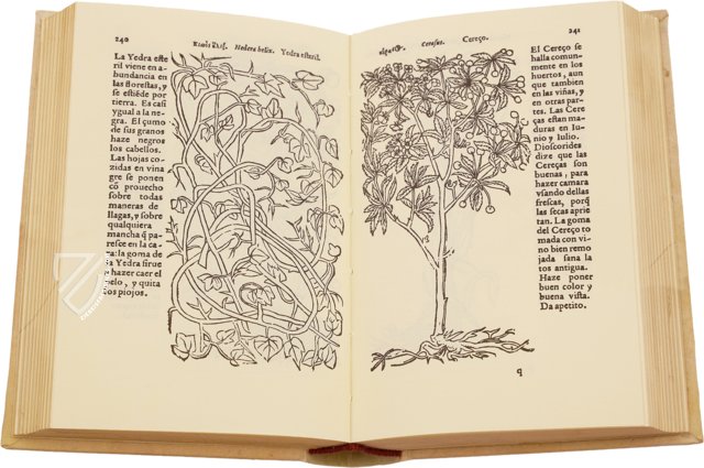 Historia de Yervas y Plantas – Vicent Garcia Editores – B/198 – Biblioteca Historicomèdica de la Universitat de València (Valencia, Spain)