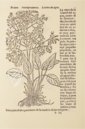Historia de Yervas y Plantas – Vicent Garcia Editores – B/198 – Biblioteca Historicomèdica de la Universitat de València (Valencia, Spain)