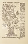 Historia de Yervas y Plantas – Vicent Garcia Editores – B/198 – Biblioteca Historicomèdica de la Universitat de València (Valencia, Spain)