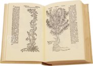 Historia de Yervas y Plantas – Vicent Garcia Editores – B/198 – Biblioteca Historicomèdica de la Universitat de València (Valencia, Spain)