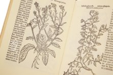 Historia de Yervas y Plantas – Vicent Garcia Editores – B/198 – Biblioteca Historicomèdica de la Universitat de València (Valencia, Spain)