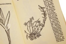 Historia de Yervas y Plantas – Vicent Garcia Editores – B/198 – Biblioteca Historicomèdica de la Universitat de València (Valencia, Spain)