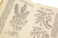 Historia de Yervas y Plantas – Vicent Garcia Editores – B/198 – Biblioteca Historicomèdica de la Universitat de València (Valencia, Spain)